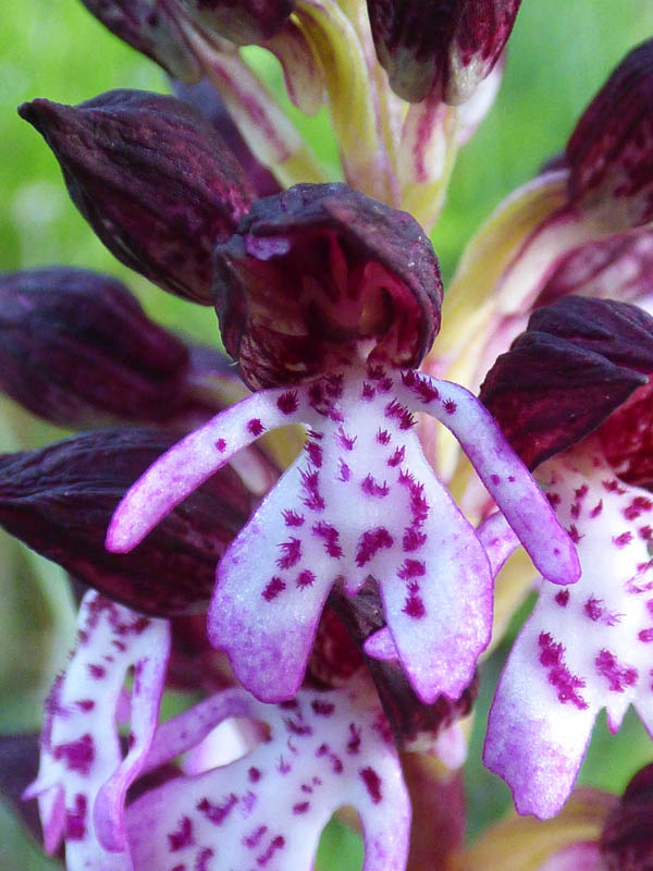 Orchis purpurea